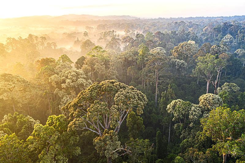 Grafika programu „Borneo - cudowna dżungla”